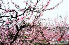 贵州：桃花盛开山林美
